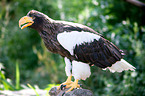 Riesenseeadler