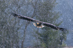 Riesenseeadler