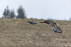 Riesenseeadler