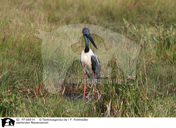 stehender Riesenstorch / FF-08514