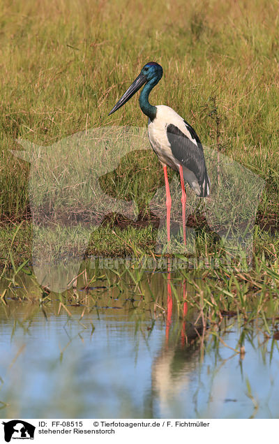 stehender Riesenstorch / standing Black-necked stork / FF-08515