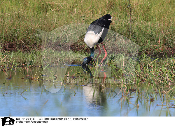 stehender Riesenstorch / FF-08516