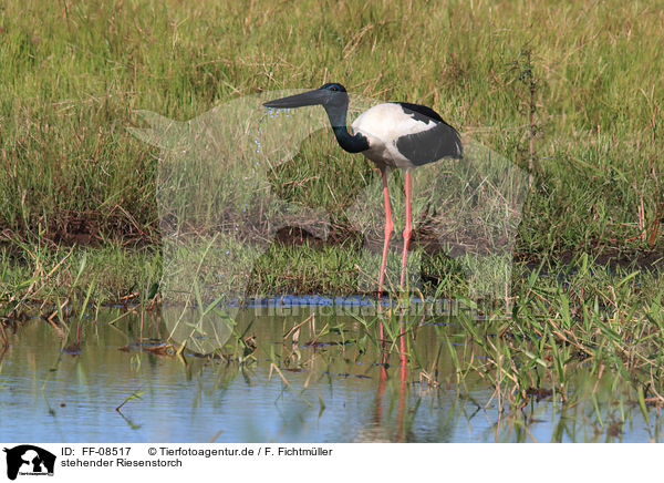 stehender Riesenstorch / FF-08517