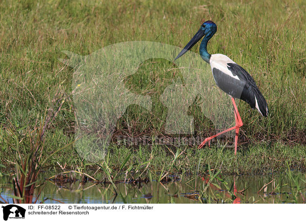 schreitender Riesenstorch / FF-08522