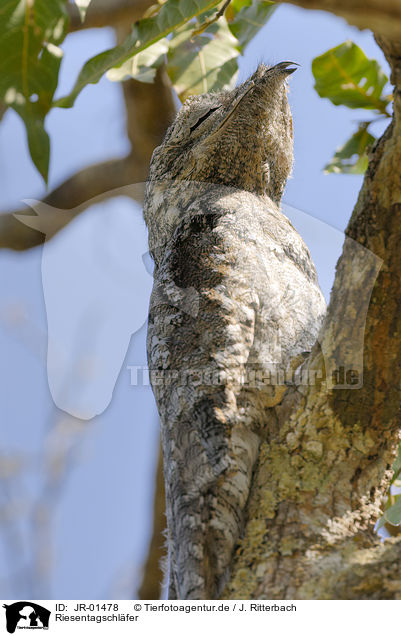 Riesentagschlfer / great potoo / JR-01478