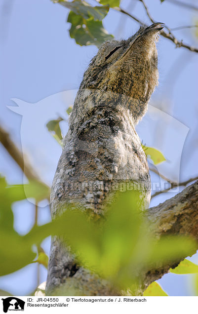 Riesentagschlfer / Great Potoo / JR-04550