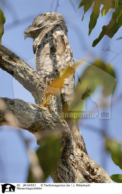 Riesentagschlfer / Great Potoo / JR-04551