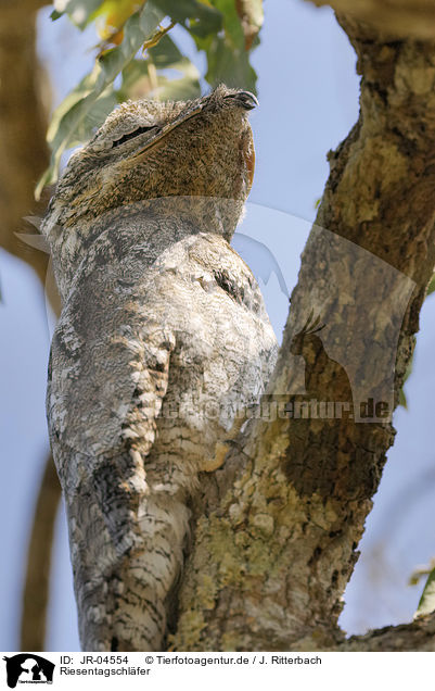 Riesentagschlfer / Great Potoo / JR-04554