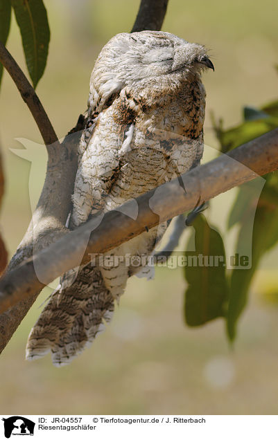 Riesentagschlfer / Great Potoo / JR-04557