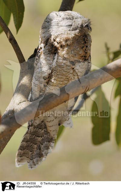 Riesentagschlfer / Great Potoo / JR-04558