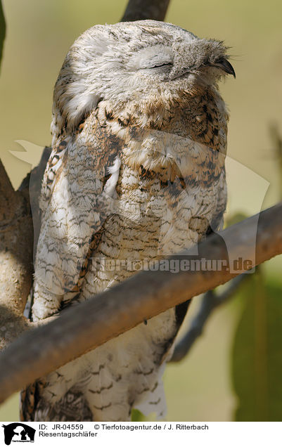 Riesentagschlfer / Great Potoo / JR-04559