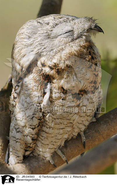 Riesentagschlfer / Great Potoo / JR-04560