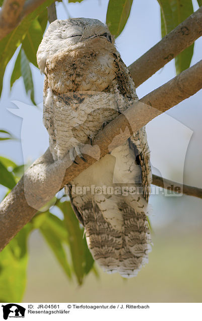 Riesentagschlfer / Great Potoo / JR-04561