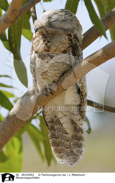 Riesentagschlfer / Great Potoo / JR-04562