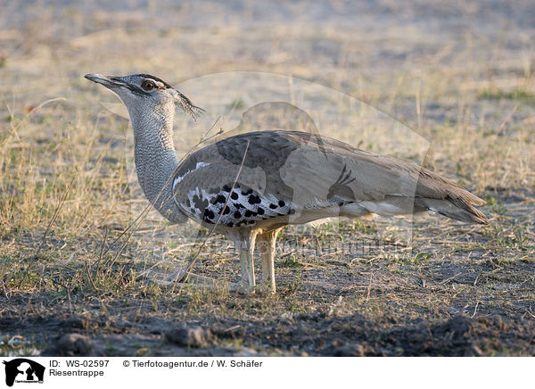 Riesentrappe / Kori bustard / WS-02597