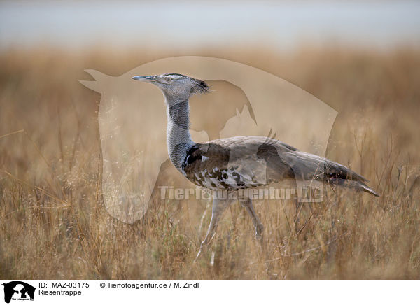 Riesentrappe / Kori bustard / MAZ-03175