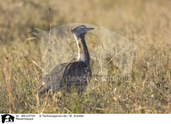 Riesentrappe / Kori bustard / WS-03704