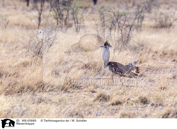 Riesentrappe / Kori bustard / WS-05889