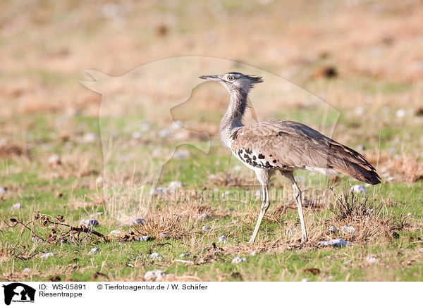 Riesentrappe / Kori bustard / WS-05891