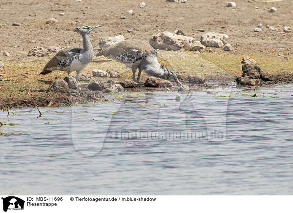 Riesentrappe / Kori bustards / MBS-11696