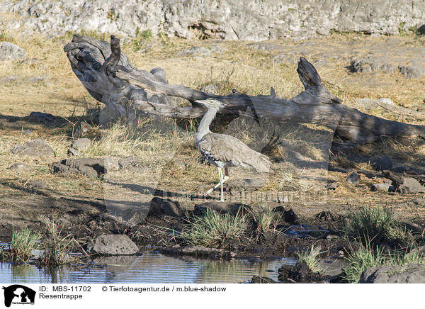 Riesentrappe / Kori bustard / MBS-11702