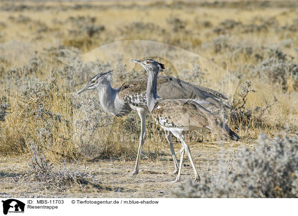 Riesentrappe / Kori bustards / MBS-11703