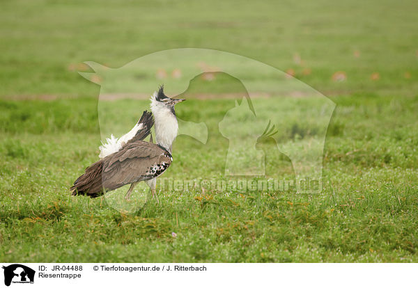 Riesentrappe / Kori Bustard / JR-04488