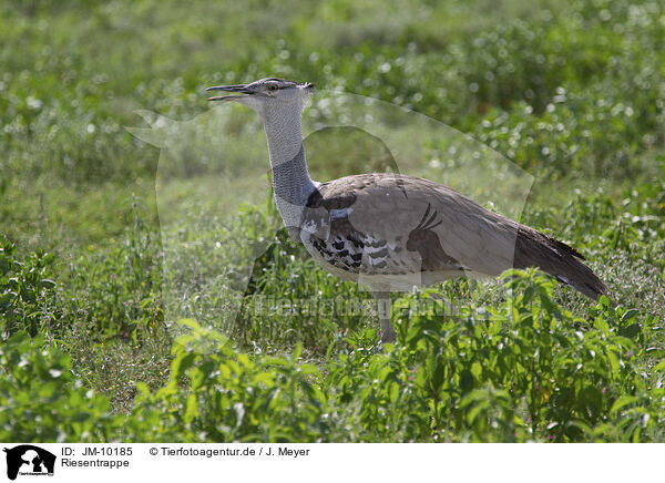 Riesentrappe / Kori bustard / JM-10185