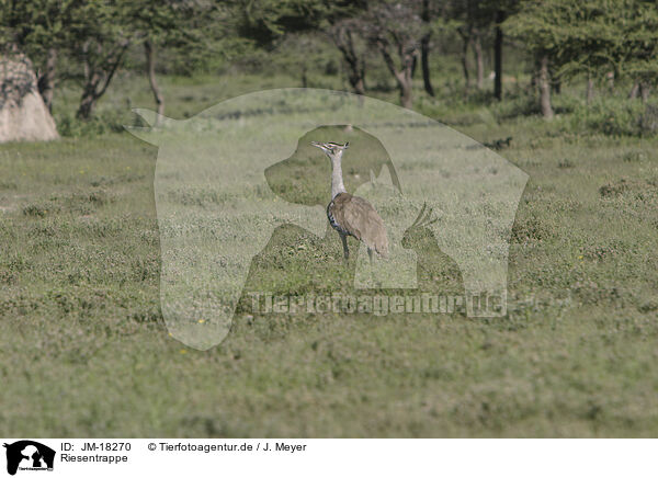 Riesentrappe / Kori bustard / JM-18270