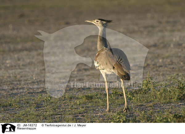 Riesentrappe / Kori bustard / JM-18272