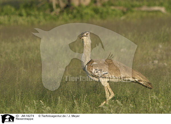 Riesentrappe / Kori bustard / JM-18274