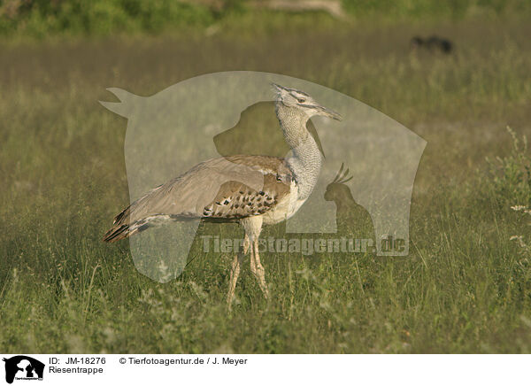 Riesentrappe / Kori bustard / JM-18276