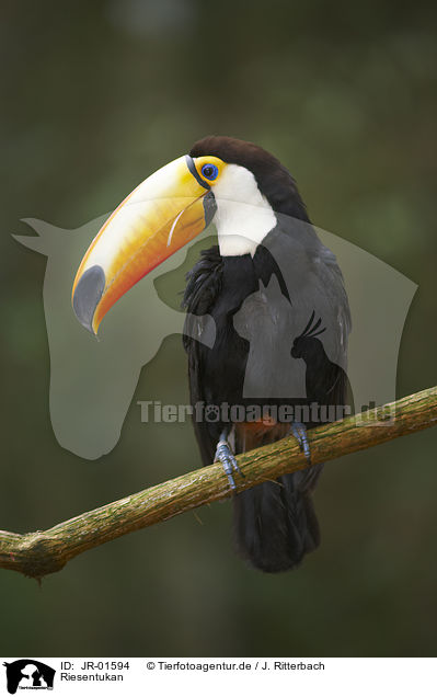 Riesentukan / Toco toucan / JR-01594