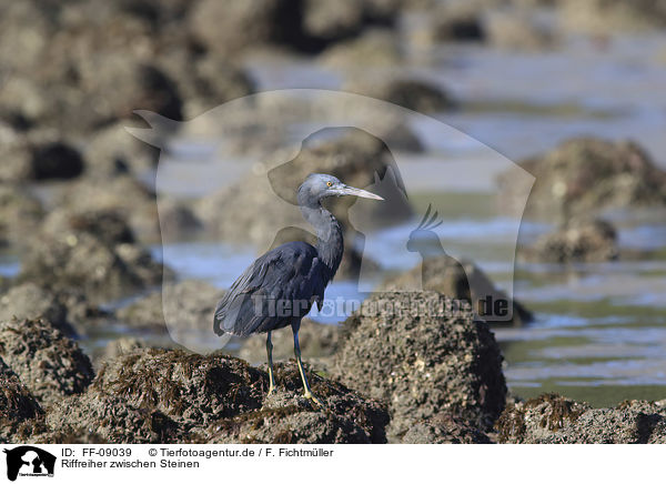 Riffreiher zwischen Steinen / eastern reef egret between stones / FF-09039