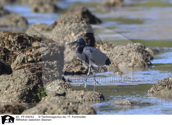 Riffreiher zwischen Steinen / eastern reef egret between stones / FF-09042