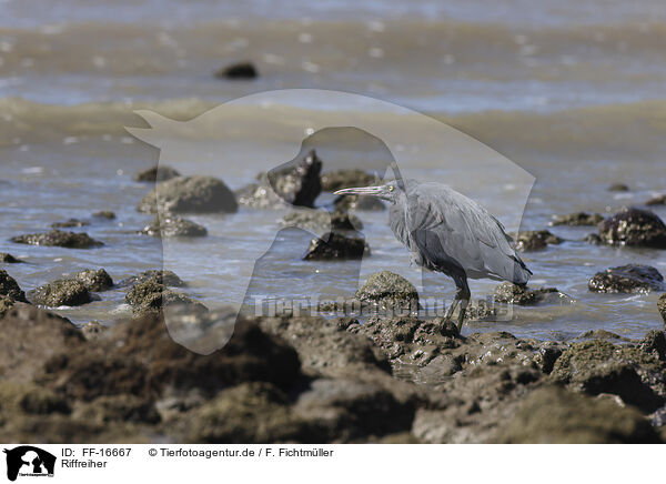 Riffreiher / FF-16667