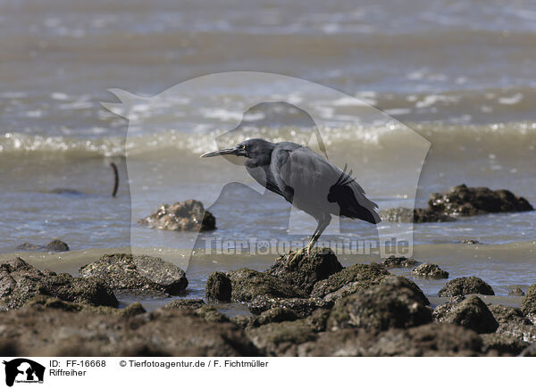 Riffreiher / eastern reef egret / FF-16668