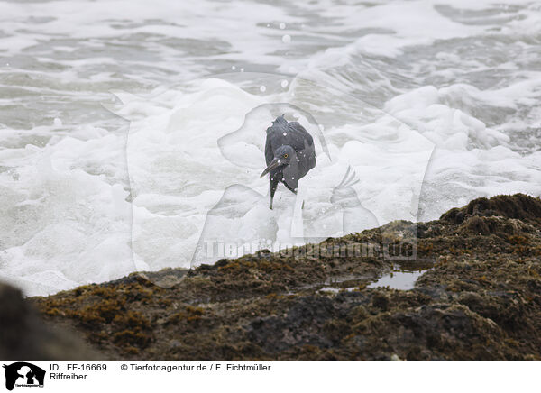 Riffreiher / FF-16669