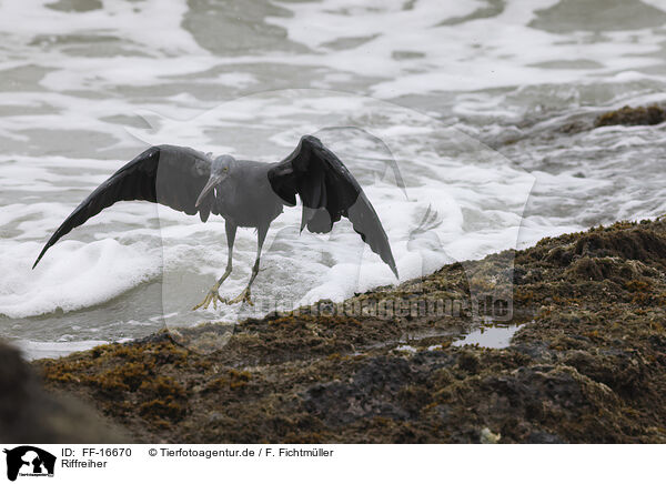 Riffreiher / FF-16670