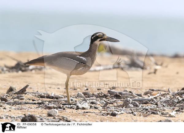 Rifftriel / beach stone-curlew / FF-09058