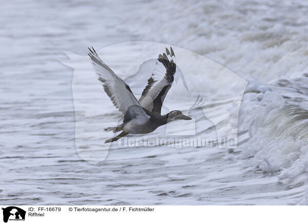 Rifftriel / beach stone-curlew / FF-16679