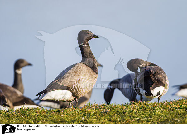 Ringelgnse / brent geese / MBS-25348