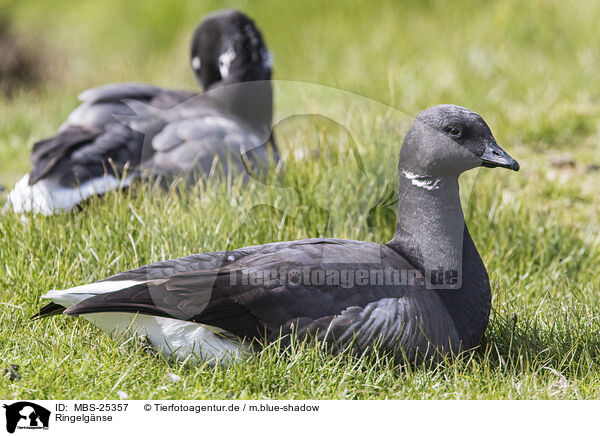 Ringelgnse / brent geese / MBS-25357