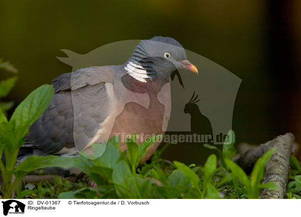 Ringeltaube / Common Wood Pigeon / DV-01367