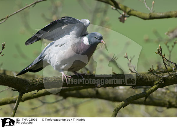 Ringeltaube / culver / THA-02003