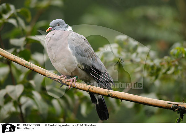 Ringeltaube / woodpigeon / DMS-03990
