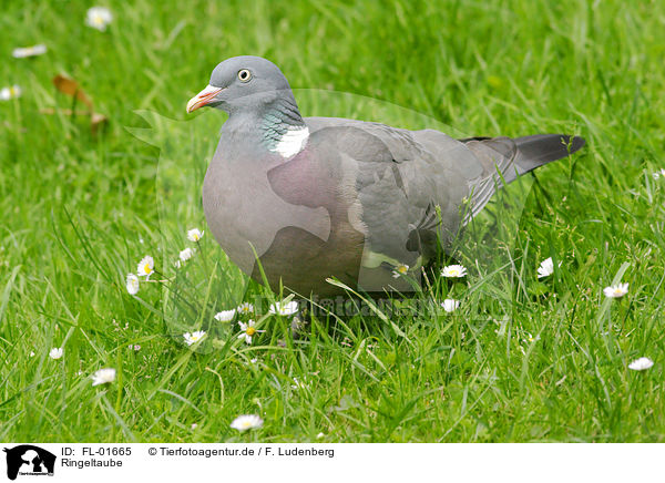 Ringeltaube / woodpigeon / FL-01665