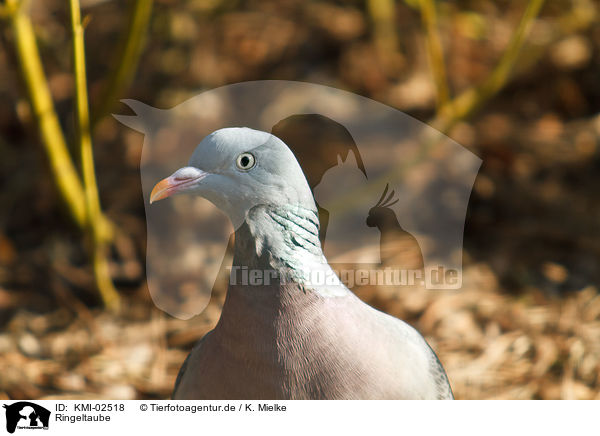 Ringeltaube / culver / KMI-02518