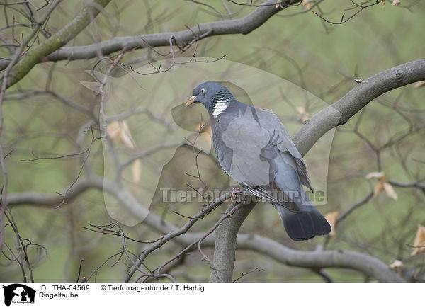 Ringeltaube / woodpigeon / THA-04569