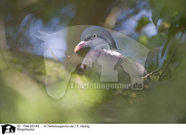 Ringeltaube / culver / THA-05185